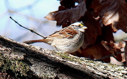 White-throated_Sparrow-27527.jpg